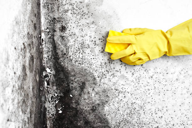 Best Biohazard Mold Removal  in Enigma, GA