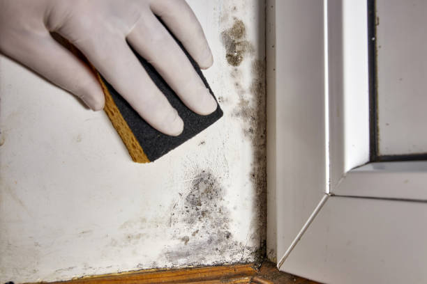 Best Black Mold Removal  in Enigma, GA